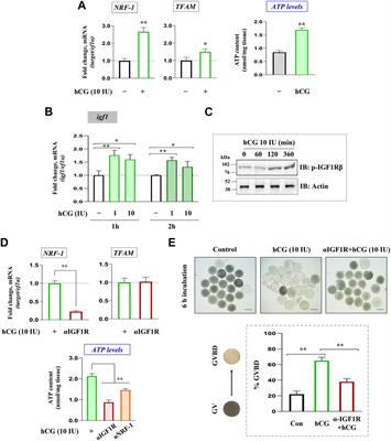 Role of insulin-like growth factor 1 (IGF1) in the regulation of mitochondrial bioenergetics in zebrafish oocytes: lessons from in vivo and in vitro investigations